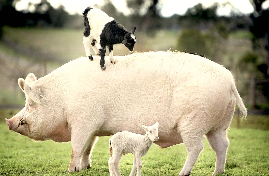 Pig-and-Lambs.jpg